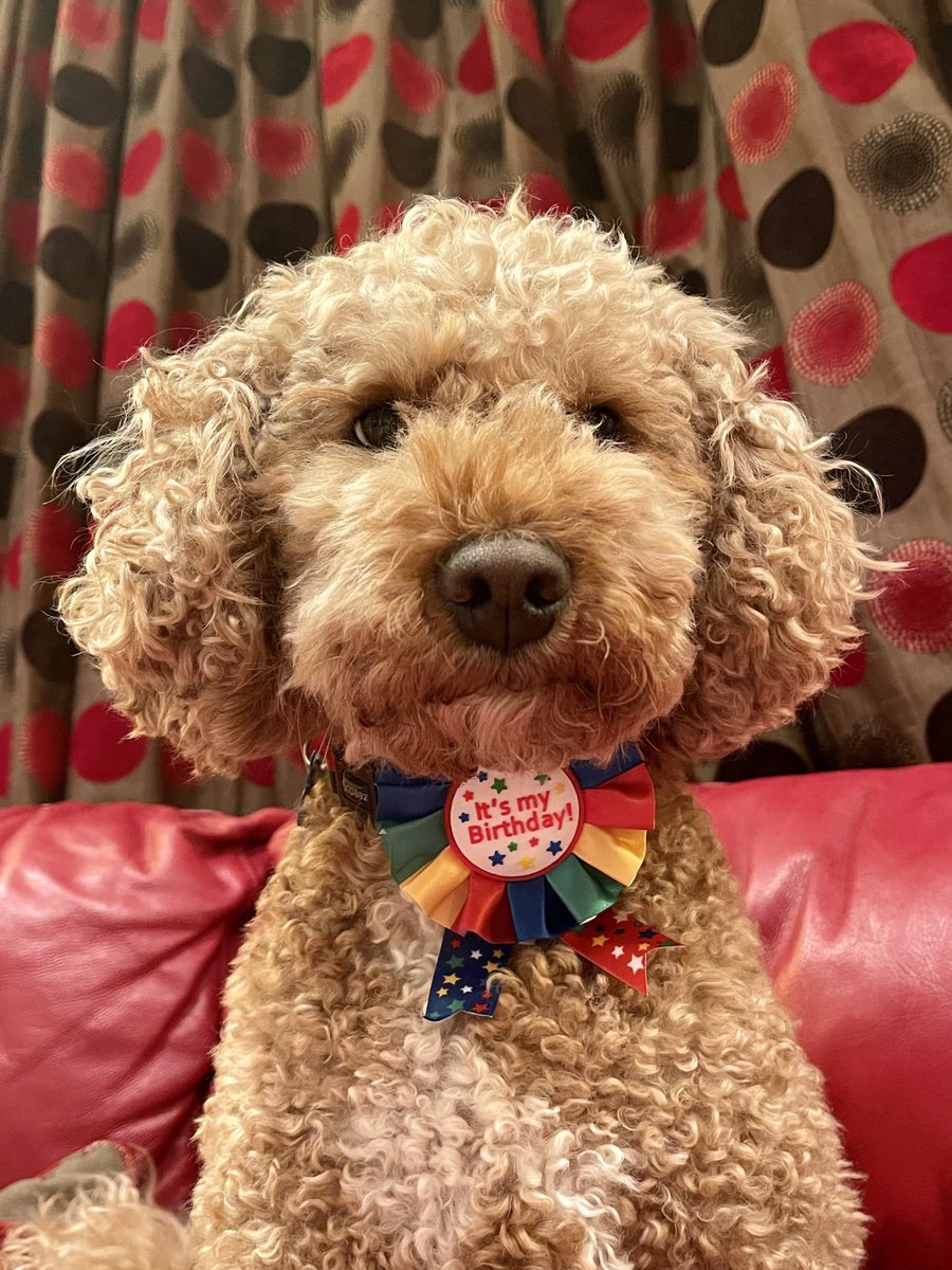RossoCockapoo's tweet photo. #TBT 27th Oct 2021 - Happy 5th #Barkday to me! 🎉🎈🎂🥳🐕
My hoomans gave me a fab @PetsatHome birthday rosette and a yummy @BarkingBakery_ iced woofin!🧁😋
#HappyBarkDay #BarkdayBoy #Cockapoo #CockapooLovers #CockapooCrazy #SYLMLCockapoos #FluffyHairDontCare #dogsoftwitter https://t.co/ORQTnFIdug