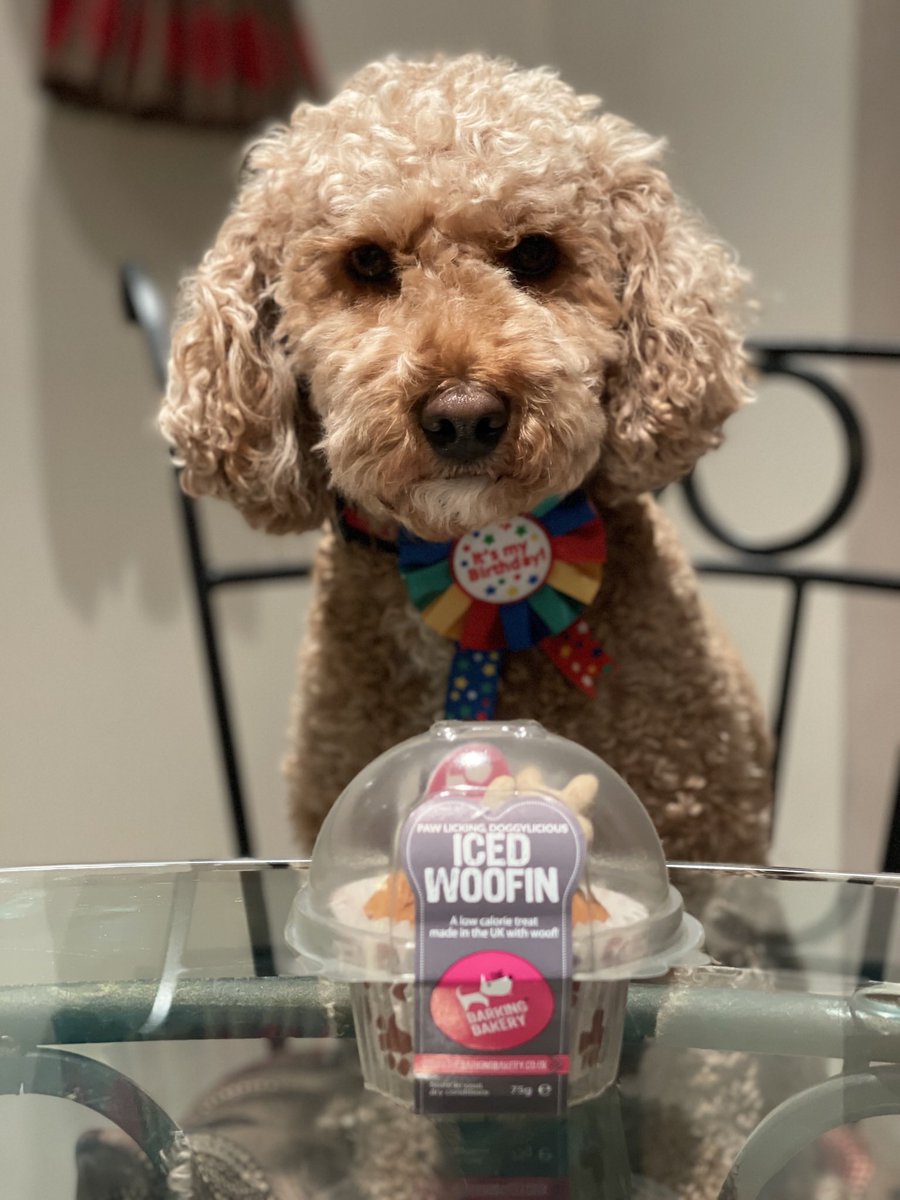 RossoCockapoo's tweet photo. #TBT 27th Oct 2021 - Happy 5th #Barkday to me! 🎉🎈🎂🥳🐕
My hoomans gave me a fab @PetsatHome birthday rosette and a yummy @BarkingBakery_ iced woofin!🧁😋
#HappyBarkDay #BarkdayBoy #Cockapoo #CockapooLovers #CockapooCrazy #SYLMLCockapoos #FluffyHairDontCare #dogsoftwitter https://t.co/ORQTnFIdug