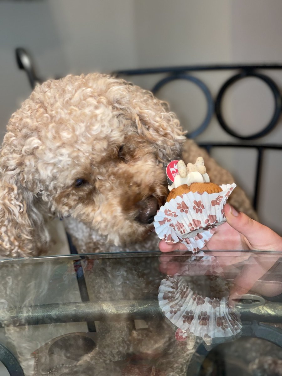 RossoCockapoo's tweet photo. #TBT 27th Oct 2021 - Happy 5th #Barkday to me! 🎉🎈🎂🥳🐕
My hoomans gave me a fab @PetsatHome birthday rosette and a yummy @BarkingBakery_ iced woofin!🧁😋
#HappyBarkDay #BarkdayBoy #Cockapoo #CockapooLovers #CockapooCrazy #SYLMLCockapoos #FluffyHairDontCare #dogsoftwitter https://t.co/ORQTnFIdug