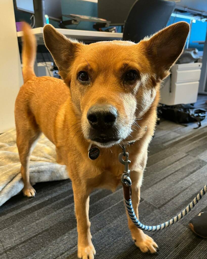 dogsofoutreach's tweet photo. Hello Cooper! https://t.co/roi7KYD8Jv https://t.co/PZyNW7YRh7