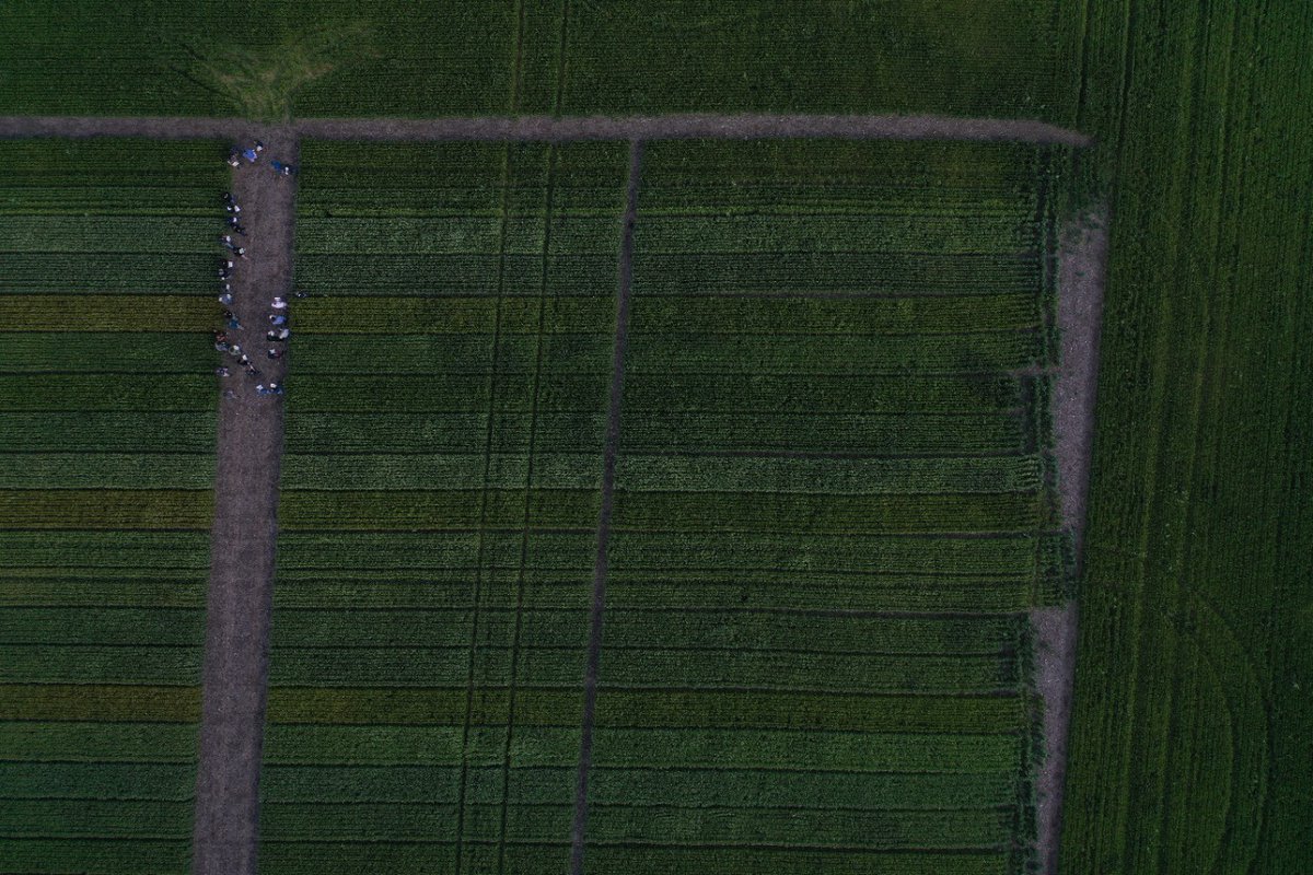 gtherisod's tweet image. Experimentación Fina CREA Sudeste 21/22. Una pinturita @NideraSemillas @DONMARIOoficial @BuckSemillas  @kleintrigo @Grupo_LosGrobo @macro_seed @Sem_Illinois @Syngenta_ar @BASF_Agro_ARG @SummitAgroAr @ChacraMiramar @RizobacterARG