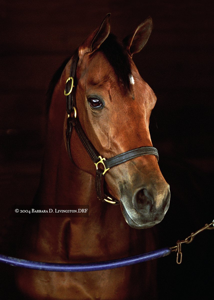 DRFLivingston's tweet photo. MADCAP ESCAPADE (2001-2012, Hennessy), IMO the loveliest race filly I ever photographed, at Frank Brothers' @GulfstreamPark barn in 2004.

MADCAP ESCAPADE sold 3x publicly, including at the 2008 @FasigTiptonCo November sale, where she was sold in foal to A.P. Indy for $3.1M. https://t.co/ywucafMCI7