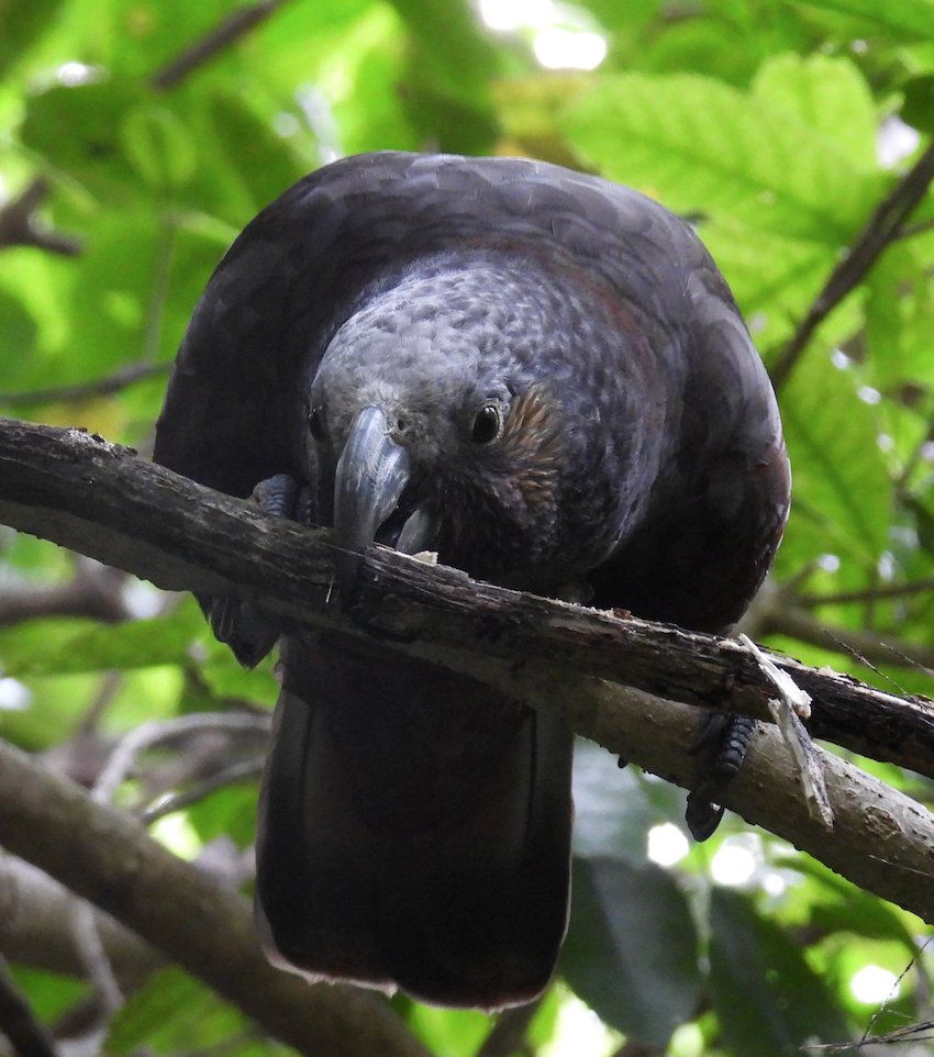 KevinCBurns2's tweet photo. Do parrots use tools to deter predators? Natural history observations of wild New Zealand kaka published in the latest issue of Behaviour suggest they do.  DOI 10.1163/1568539X-bja10137 https://t.co/9rkAcHHhKX