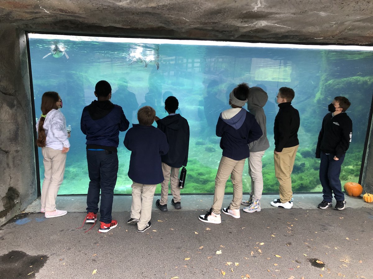 SyracuseAcademy's tweet photo. #SASAtoms had the #BestDayEver during their #FallFieldTrip to the @SyracuseZoo! During their walk on the wild side Atoms saw #HumboldtPenguins, Bjorn the #AndeanBear, #Elephants, #BactrianCamels & more! #SASCS #FieldTrip
.
@dfrankny @Ninacharters @CharterEmpire @nycharterassoc https://t.co/tkib0mLk4d