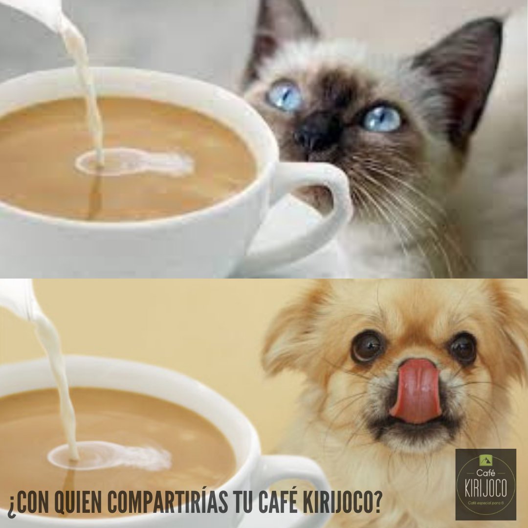 kirijoco's tweet photo. Con este clima, ¿Con quien compartirías tu café kirijoco?
"Claro en caso de que ellos pudieran tomar café".

���🐱☕

#CafeAmor #cafèholic #flordecafe #cafekirijoco #kirijococafe #cafecolombiano #colombiancoffee #coffeelover #loveanimals #petlover https://t.co/vuAoP6eamV