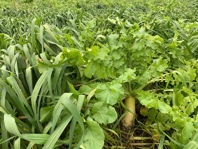 <a href="/KevinAitken3/">Kevin Aitken</a> #covercrop pics from scouting today <a href="/speareseeds/">Speare Seeds</a> #oats #tillageradish