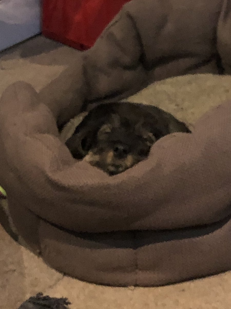 of_crane's tweet photo. Do I mention Curly 🐶 or the crane 🏗 job …. 🤔🤔🤔… Curly 🐶 had a very busy day 😍😍 #livelifelovelife #keepsmilingkeepshining https://t.co/iwYfxnFU29