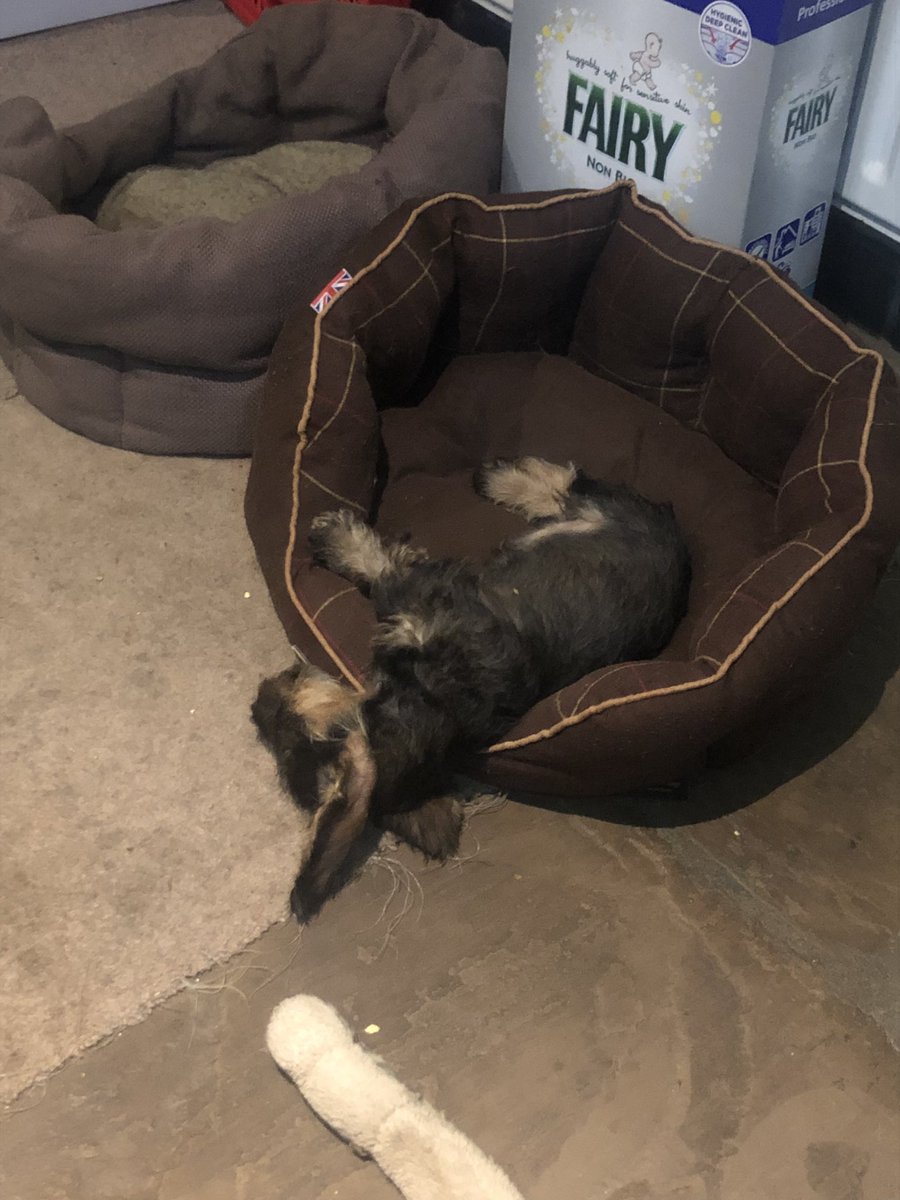 of_crane's tweet photo. Do I mention Curly 🐶 or the crane 🏗 job …. 🤔🤔🤔… Curly 🐶 had a very busy day 😍😍 #livelifelovelife #keepsmilingkeepshining https://t.co/iwYfxnFU29