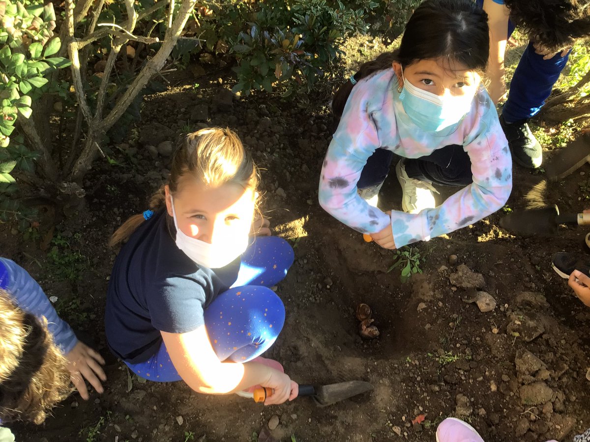 Working on making the world better by planting daffodil bulbs <a href="/Hampton_Street/">Hampton Street</a> We can’t wait to see the flowers in the spring and the smiles they bring. #MineolaProud of these second grade learners!
