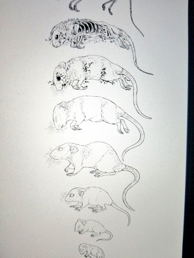 Working in ratto ;3 