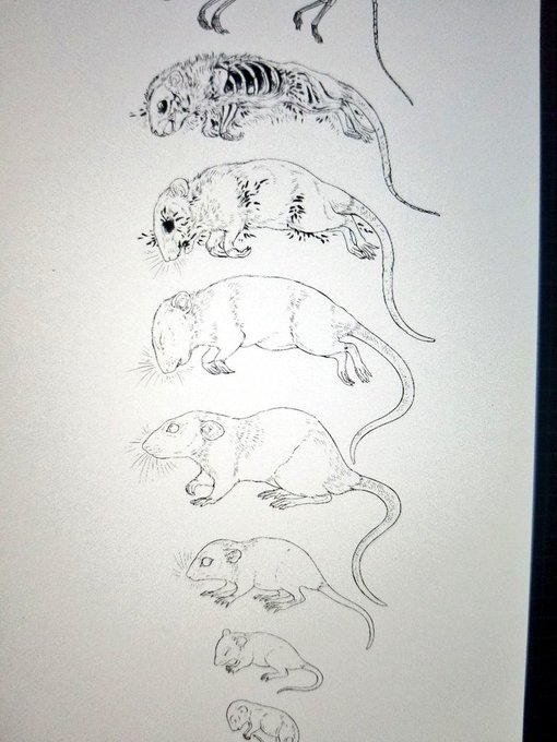 Working in ratto ;3 
