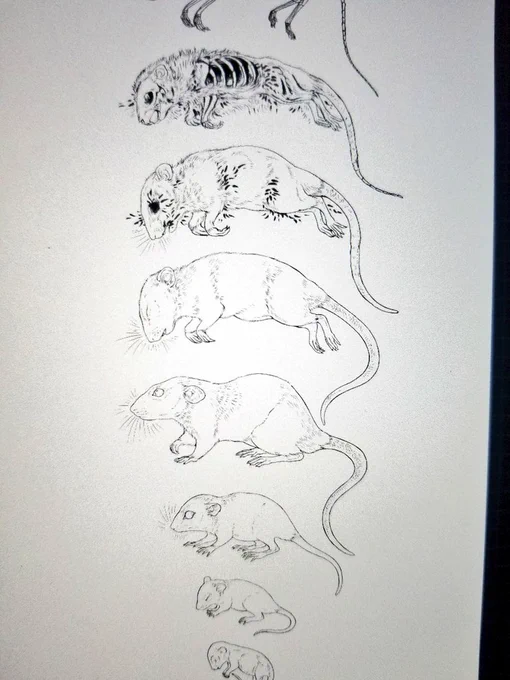 Working in ratto ;3 