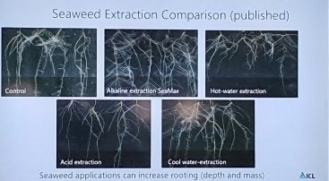 PhilColl_ICL's tweet photo. Exact same source of seaweed....4 different types of extraction used. You can see why @ICL_Turf favour alkaline extraction as used in SeaMax! 

#rooting
#basedonresearch https://t.co/Z5z5MGWhhF