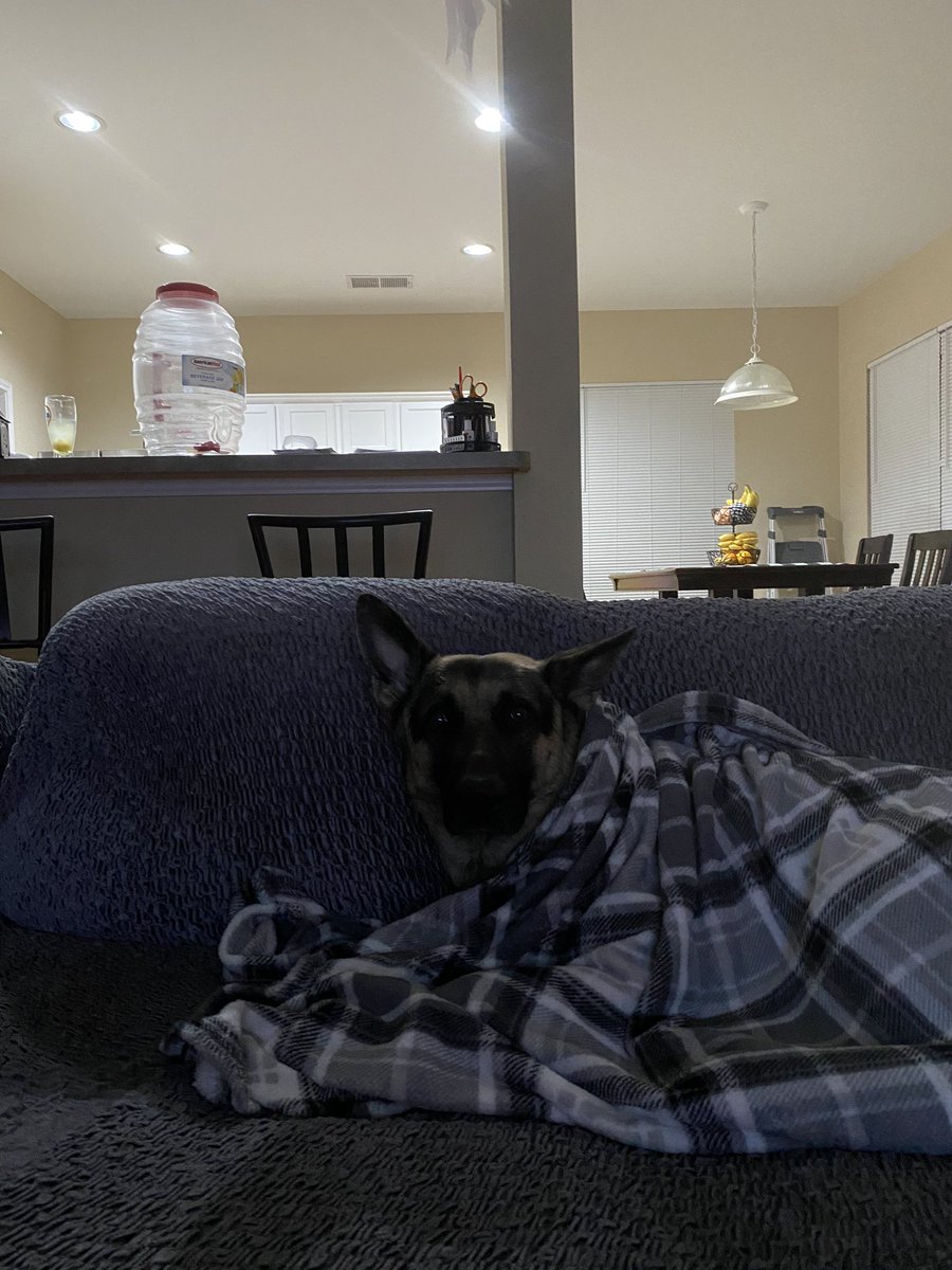 pow3rpufff's tweet photo. I know that a dog can be just a dog you love for some of y’all, but Kylo is in every possible way the most amazing thing in my life. My little bunny. https://t.co/twA74jsxXd