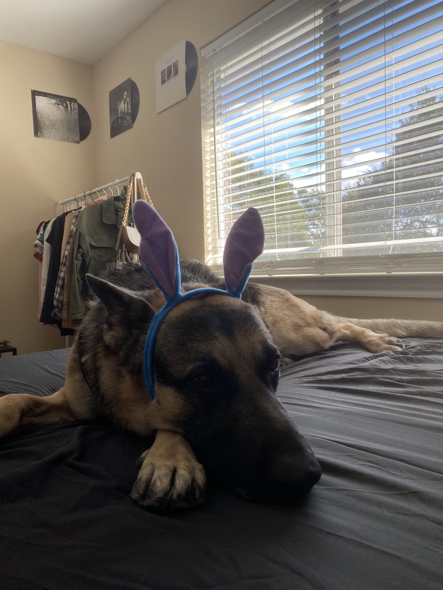 pow3rpufff's tweet photo. I know that a dog can be just a dog you love for some of y’all, but Kylo is in every possible way the most amazing thing in my life. My little bunny. https://t.co/twA74jsxXd