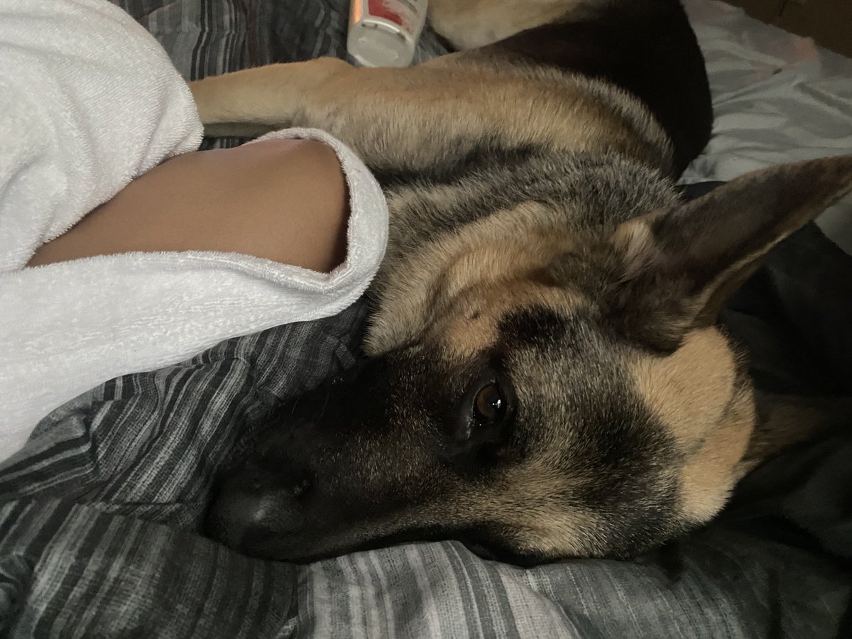 pow3rpufff's tweet photo. I know that a dog can be just a dog you love for some of y’all, but Kylo is in every possible way the most amazing thing in my life. My little bunny. https://t.co/twA74jsxXd