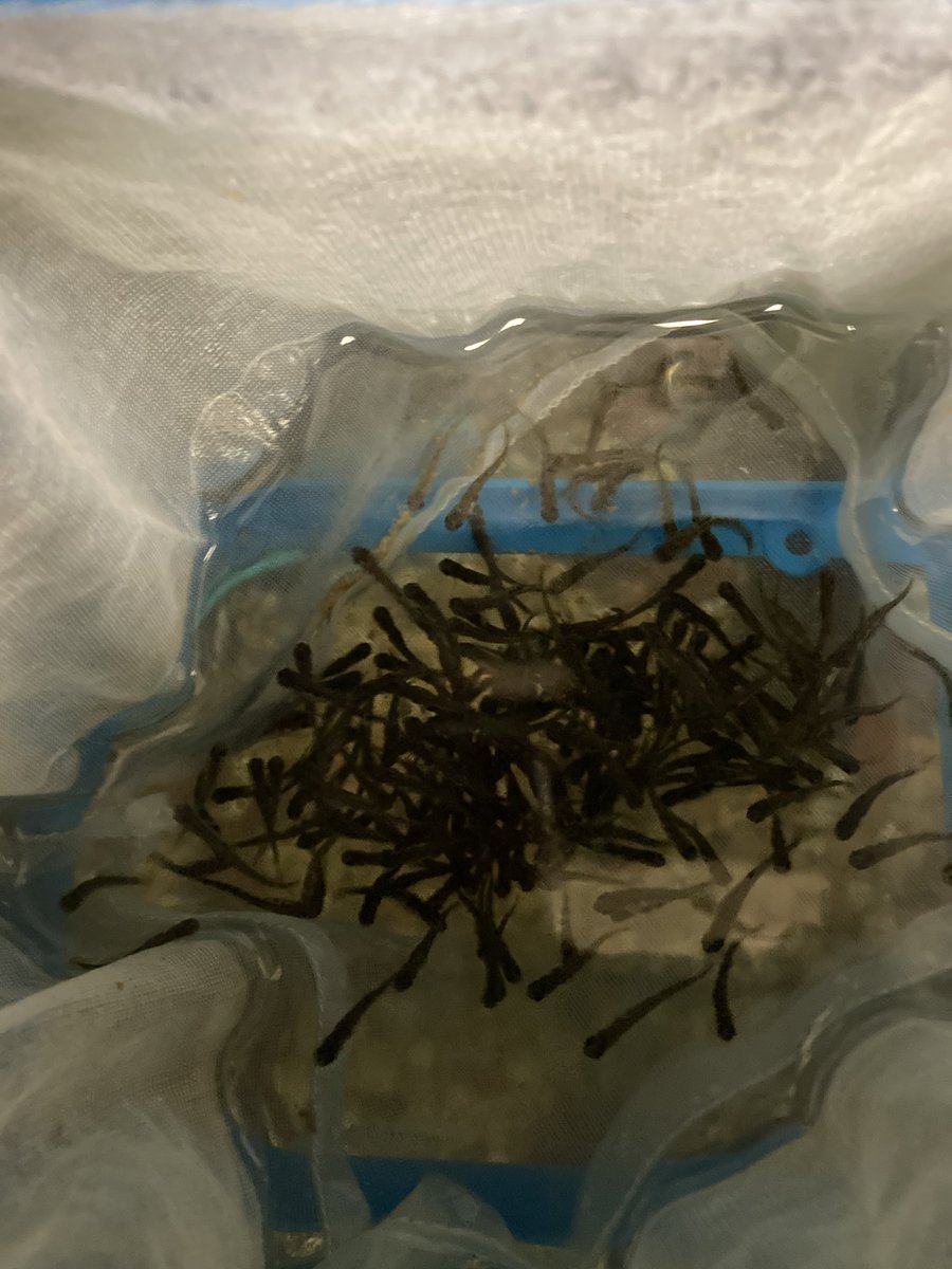 Stopped to check in on the brook trout <a href="/CESGoPanthers/">CESGoPanthers</a>.  They are almost ready to be released into the tank.  I know all of <a href="/CESGoPanthers/">CESGoPanthers</a> are excited to finally see the fish!! <a href="/MrsBartley4/">Dakota Bartley</a> <a href="/MsP_Danielle09/">Danielle Panitz</a> @studebaker_sara <a href="/BlandyEducation/">Blandy Experimental Farm Education</a> #clarketobay