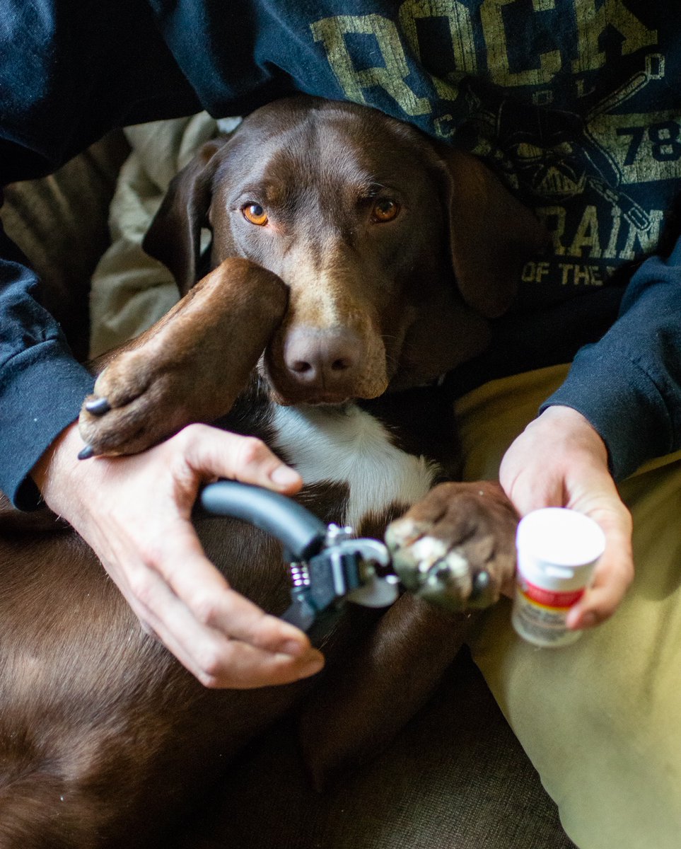 miraclecarepet's tweet photo. Let’s kick off #NationalPetWellnessMonth the right way! Curious as to how our #QuickFinder can help your furry friends? It's simple - the clippers detect where the quick is in a dog's nail - & indicates when to GO with a green light.
https://t.co/YzCkdMBQvV https://t.co/Wnfa3FNnVI