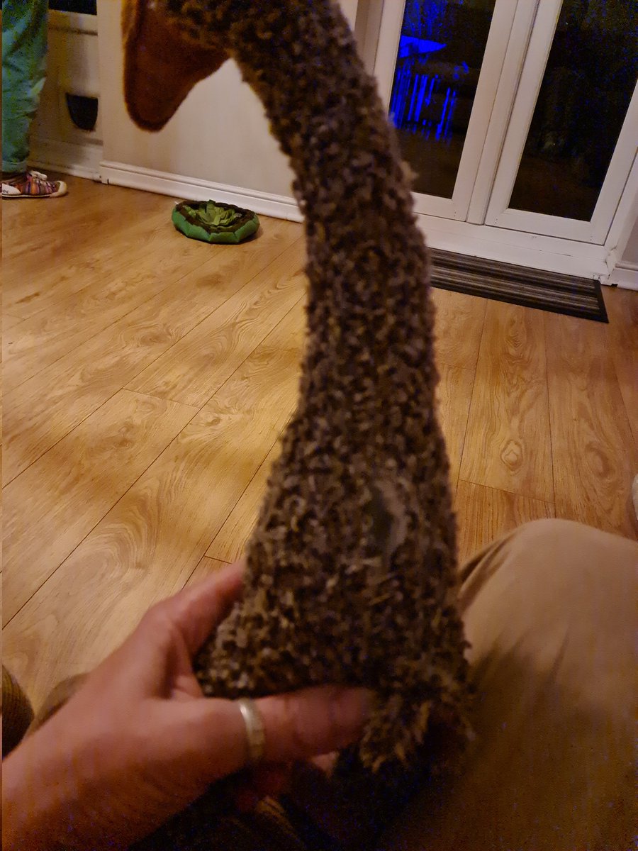 psgjd77's tweet photo. @kong_toys bought a soft toy for my dog and its already fallen apart 😢 and both his wings have come off, my boy is gutted ! https://t.co/jRm46Q58ol