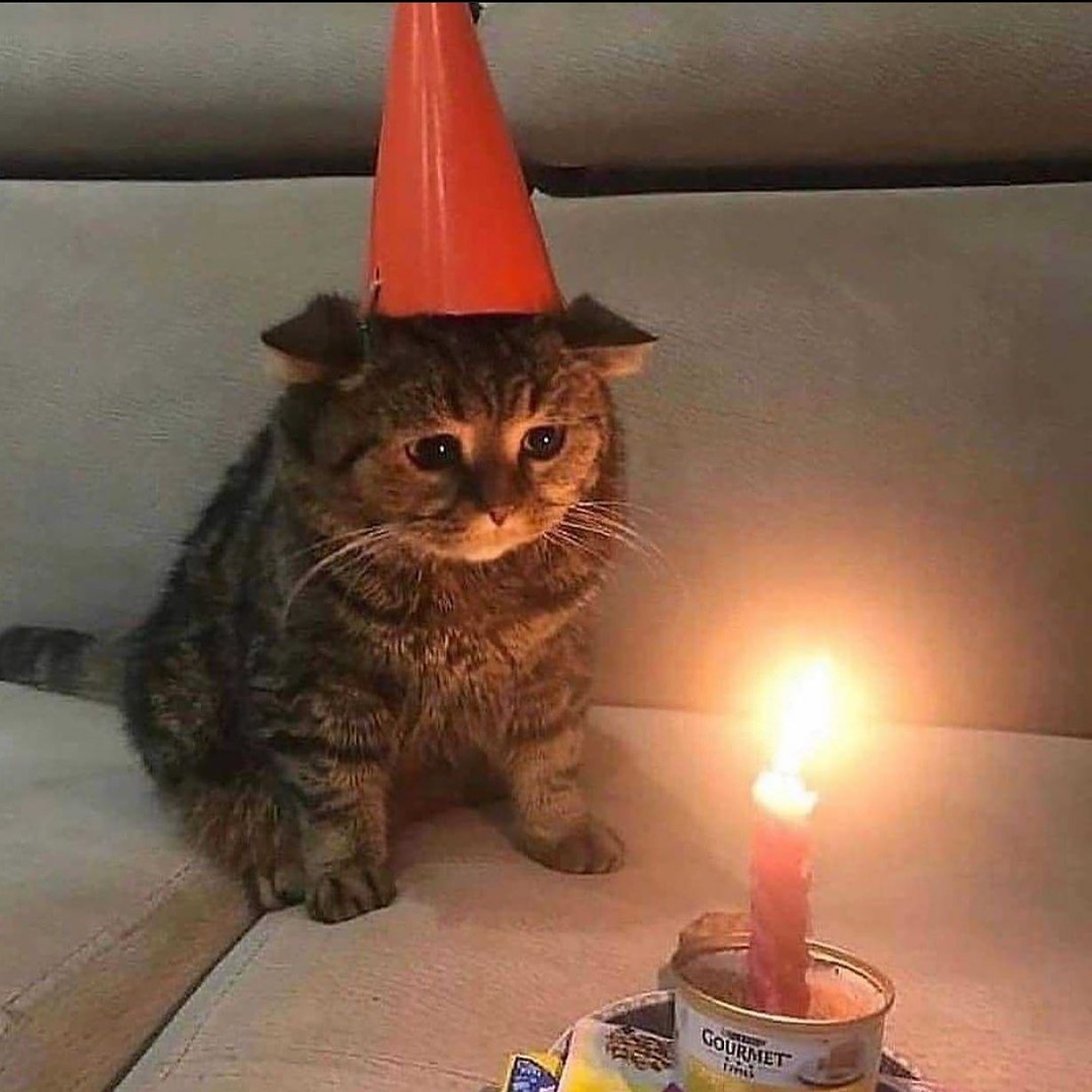 cataddictsonly's tweet photo. Happy Birthday Kitty!! - #Cats #CatAddicts https://t.co/8W6JoPavqm