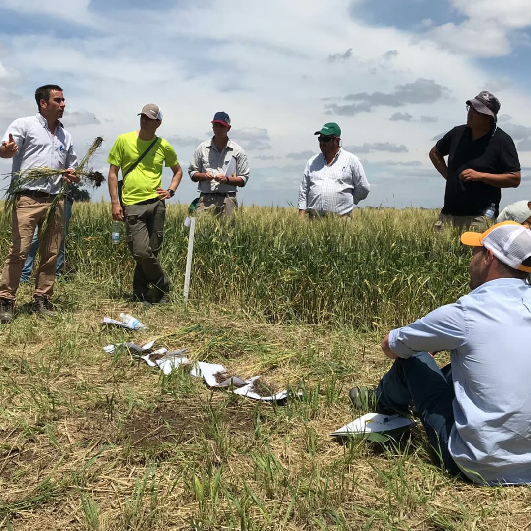fedeaagro's tweet photo. Jornada técnica de manejo del cultivo de trigo y presentación de nuevas tecnologías. 🌾🌾

▶️Hoy participamos junto a @intaargentina ,@Bunge y varios semilleros de la jornada a campo, establecimiento 📍"Santa Luisa”

Agradecemos a los productores y colegas que nos acompañaron . https://t.co/PNmcFkPCmU