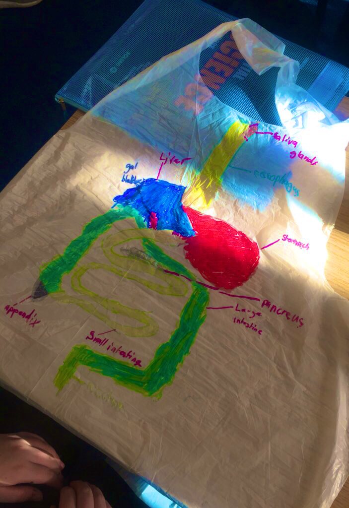 First year students are putting their artistic skills to the test this week exploring the true size of our bodies digestive system #visuallearning @Trionoide