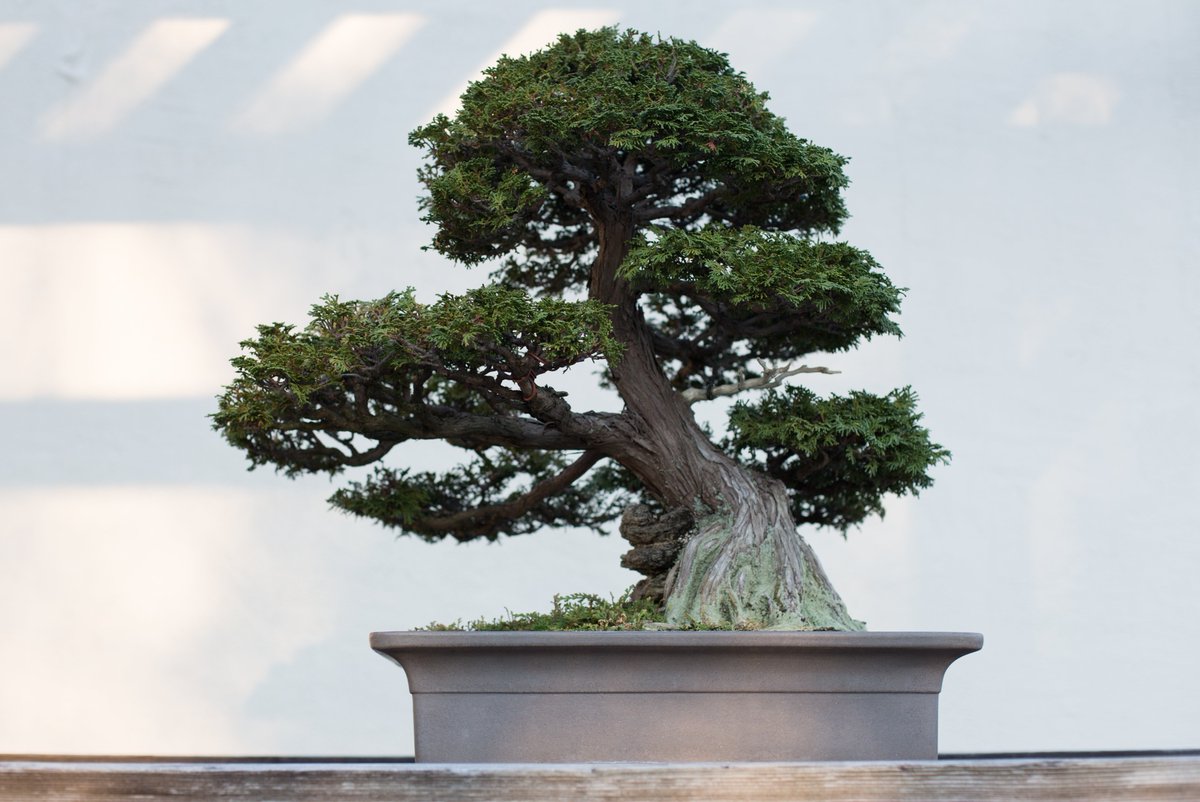 NBFbonsai's tweet photo. Last leaf has fallen
Tree will sleep and I will dream 
Spring is tomorrow
- John Naka https://t.co/GJLU1MZTqo