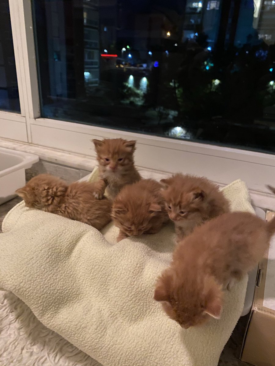 sushithesarman's tweet photo. Ben Sushi, biz 5 kardeşken sokakta ölmek üzereyken bulunduk. 5 günlük tedaviyle gözlerimiz kurtuldu. Sokaktaki hayvanlar eve uyum sağlayabilir. Soğukta yatacak, sıcakta içecek suyumuz yok. Sokaktaki barınaktaki hayvanlara şans verir misiniz? #satinalmasahiplen https://t.co/Qmxmck6OO9