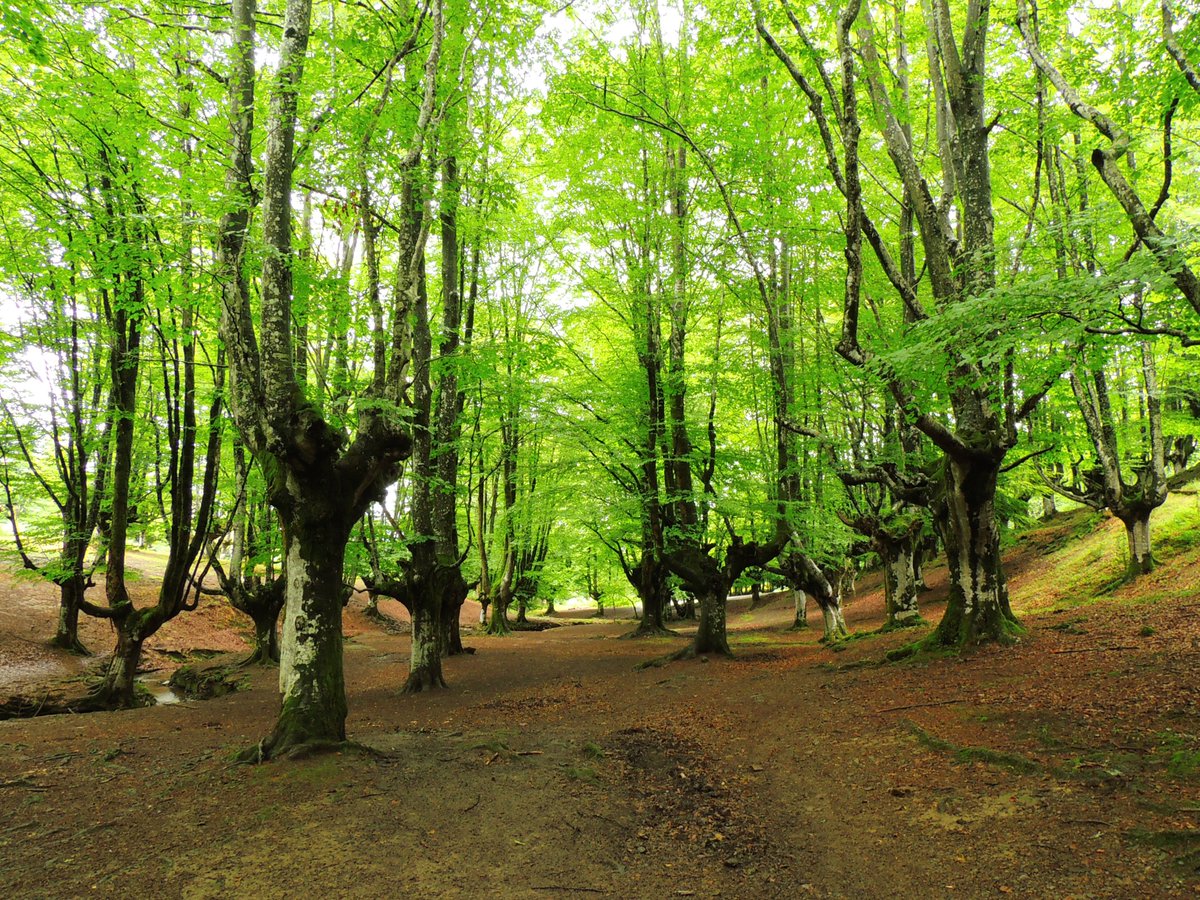 Veruitter's tweet photo. En el artículo "Árboles trasmochos: el legado del manejo pasado en los bosques actuales" hablamos sobre que son los trasmochos, su historia, su importancia ecológica y cultural y zonas donde puedes encontrarlos en el Pais Vasco🌳
Con Asier Herrero y @J_astigarraga #Pyrenaica https://t.co/OCjuFWT9Iy
