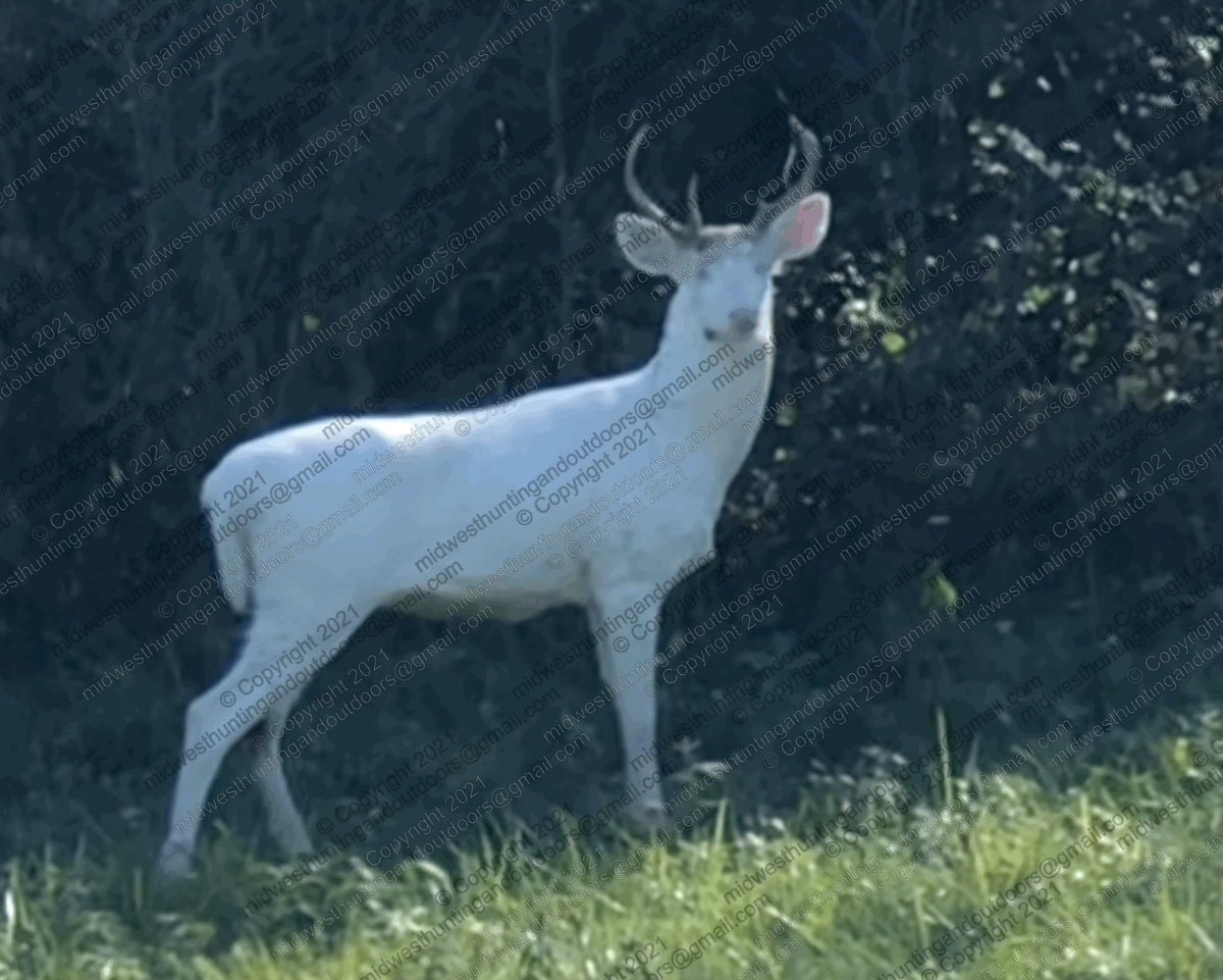 MidwestHunting2's tweet photo. Passing along a beautiful Albino deer that we saw last weekend.  Question for you, what would you do if you  saw this magnificient creature? https://t.co/Q24vHQ5CFq