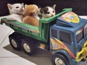 Obsessed with cats tweet media