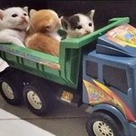 Photo by Obsessed with cats (@CatssObsessed)