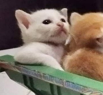 Obsessed with cats (@catssobsessed) on Twitter photo 