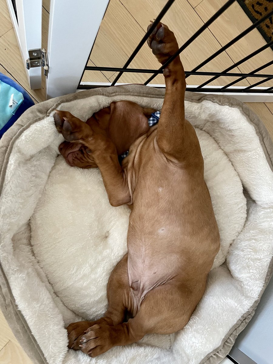 DanaPerino's tweet photo. He just can’t take it https://t.co/e6i6nLTK3s