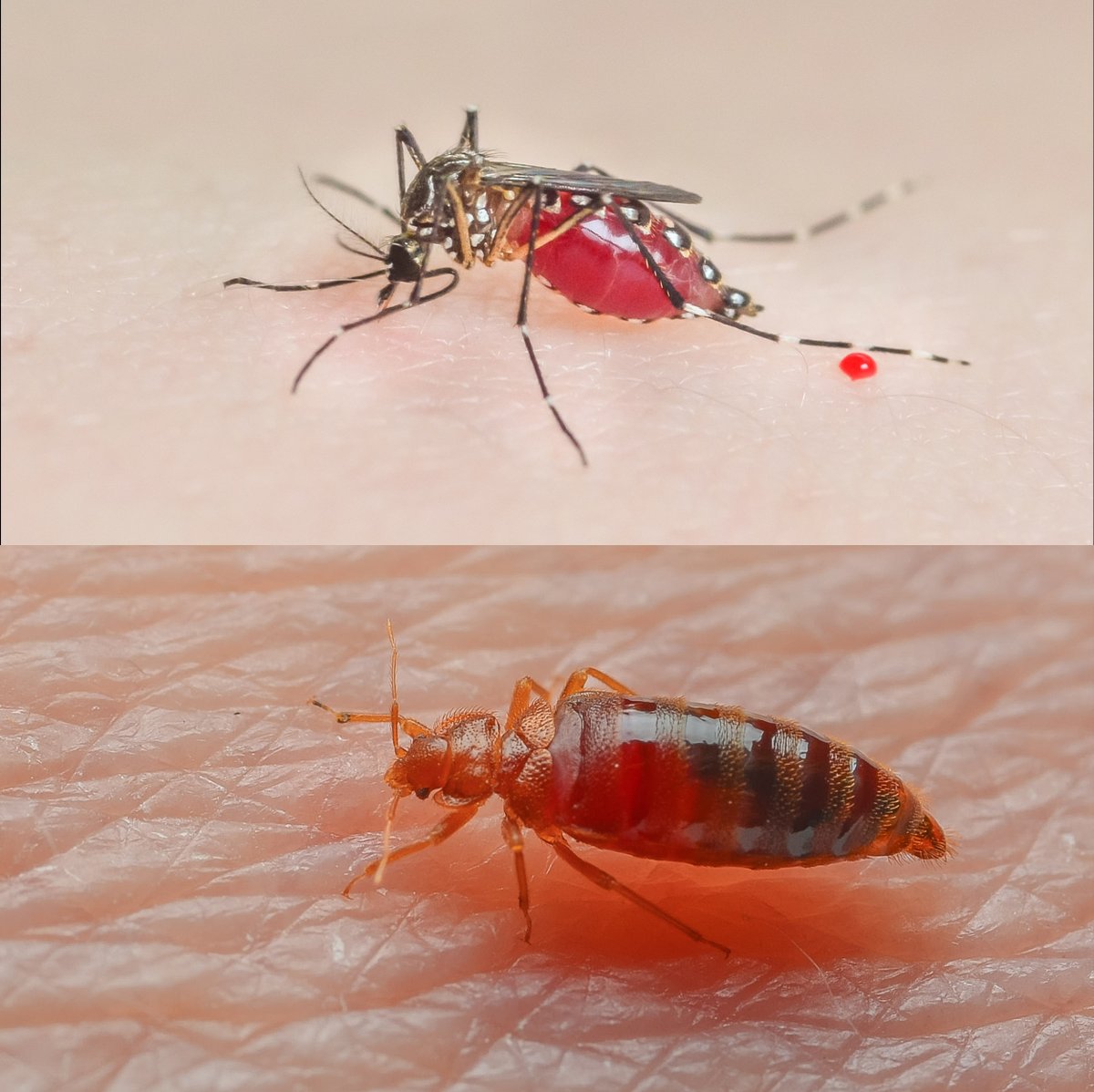 sammeraj4's tweet photo. Unlike almost all blood-feeding insects such as mosquitoes, bed bugs, are not known to transmit pathogens to humans. Please read my first, first-author paper:  DOI: 10.1016/j.jinsphys.2021.104322 https://t.co/lM8dPKNxhC