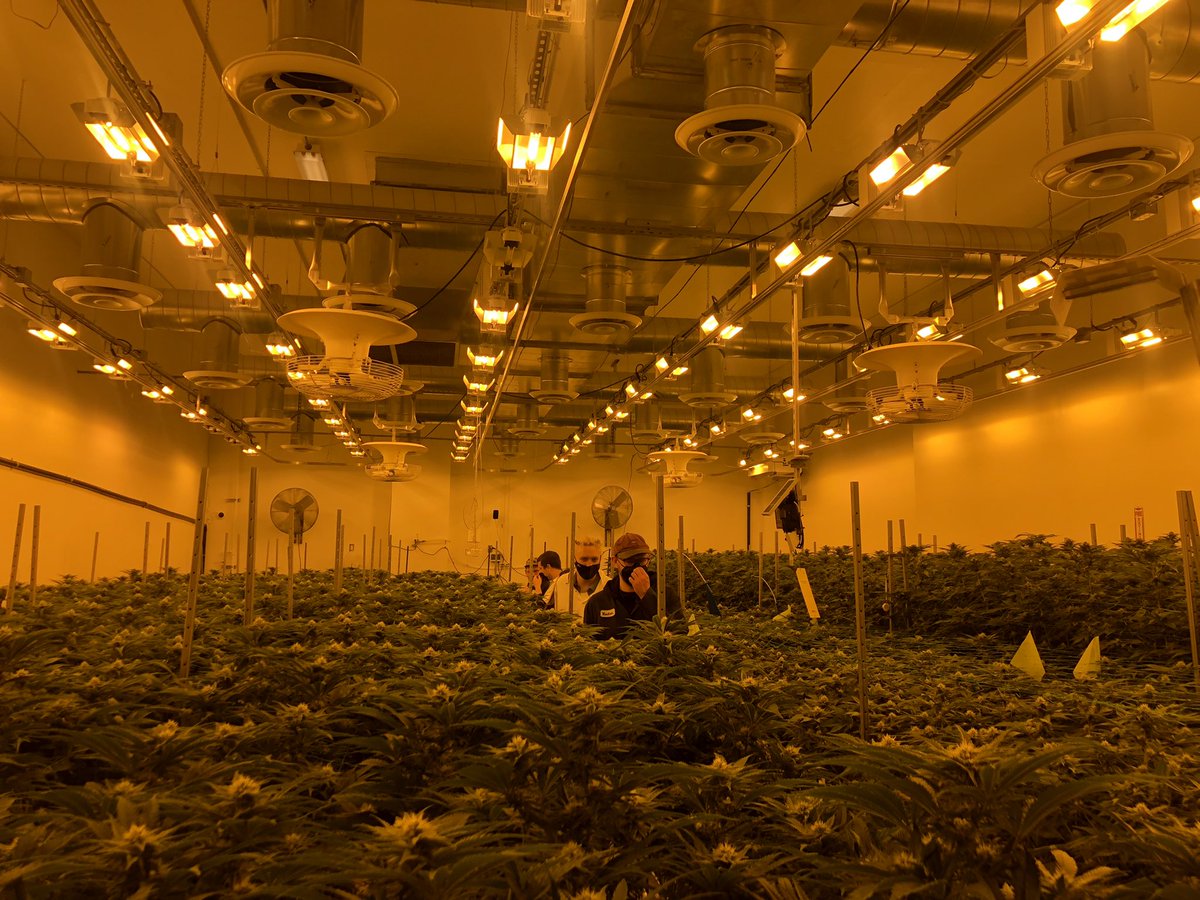 Walk in the garden w the <a href="/yellowdays/">Yellow Days</a> fam. Welcome to the states 😆. Go check them at the @ShowboxPresents tn!