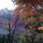 ツイートに含まれる画像