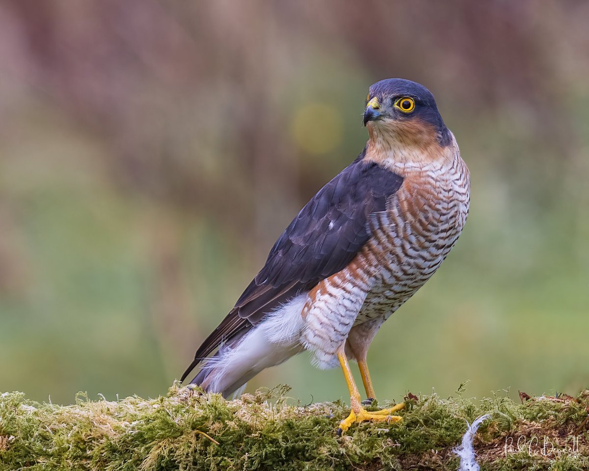 The Northern Sparrowhawk a formidable winged predator whilst out and about in the great British countryside!!!
<a href="/BBCSpringwatch/">BBC Springwatch</a> <a href="/paul69pcbphotos/">Paul C Bennett Wildlife</a> #BBCWildlifePOTD #Autumnwatch #Winterwatch #bbcspringwatch #rspb <a href="/Natures_Voice/">RSPB</a>
