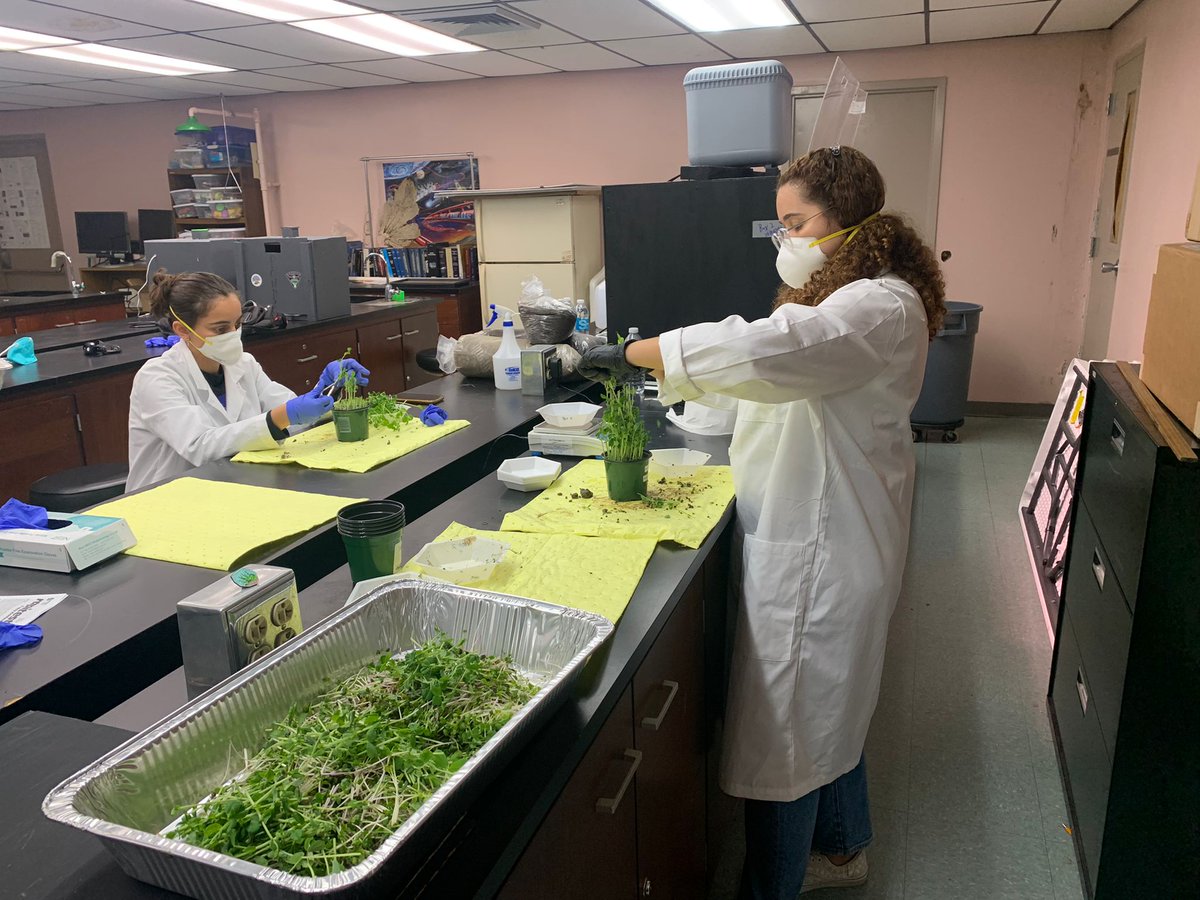 SEDSGOESGREEN's tweet photo. Hi everyone! Last Thursday we had our second harvest of the #plantthemoonchallenge in which we had amazing results! In the pictures, you can see two of our team members of the Plant Science Division who were in charge of the harvest. 

Who is ready for a space salad 🌱🚀? https://t.co/9nSpMxmkNX