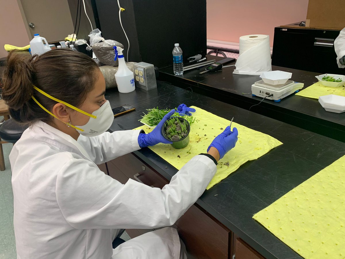 SEDSGOESGREEN's tweet photo. Hi everyone! Last Thursday we had our second harvest of the #plantthemoonchallenge in which we had amazing results! In the pictures, you can see two of our team members of the Plant Science Division who were in charge of the harvest. 

Who is ready for a space salad 🌱🚀? https://t.co/9nSpMxmkNX