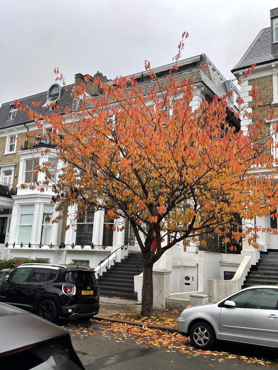 campbellclaret's tweet photo. Tree of the day. For the colours https://t.co/2VBq7aKzb7