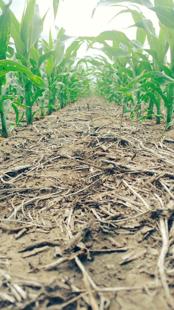 AgustinMiatello's tweet photo. Post chorreado de SolMix. Timing perfecto con esa tormentita de fondo. 22.6 PWE 🌽🌽 @BrevantSemillas @PRoitvain https://t.co/nREuSq2anM