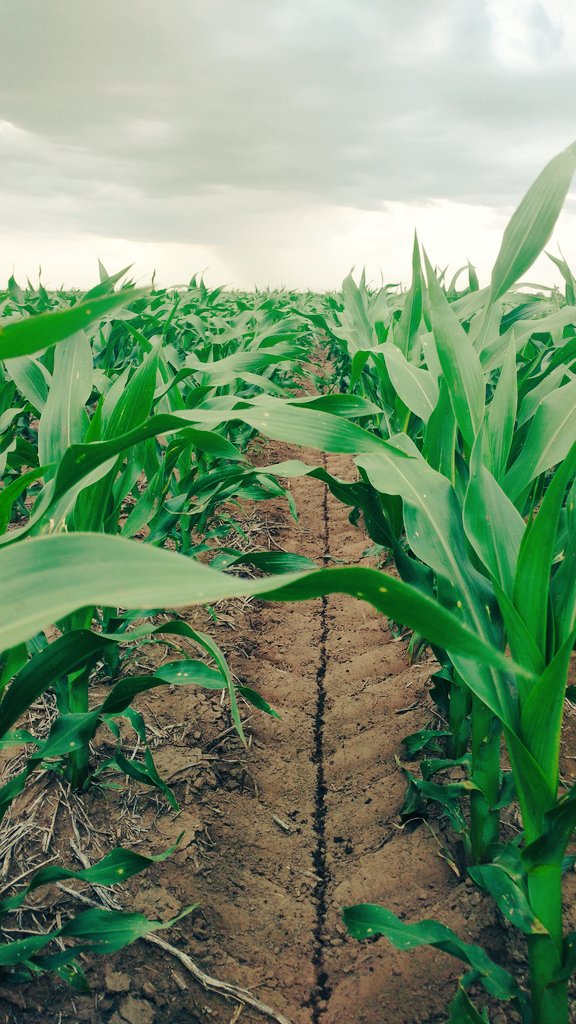 AgustinMiatello's tweet photo. Post chorreado de SolMix. Timing perfecto con esa tormentita de fondo. 22.6 PWE 🌽🌽 @BrevantSemillas @PRoitvain https://t.co/nREuSq2anM