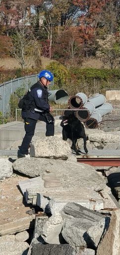 NYPDSpecialops's tweet photo. Congratulations to #NYPD ESU #canines Russel, Tombo, and Steven on successfully passing their FEMA human remains recertification. These dogs are specially trained to sniff out victims either alive or deceased, that may be trapped or buried in a building collapse. https://t.co/ALxDIAl1dq