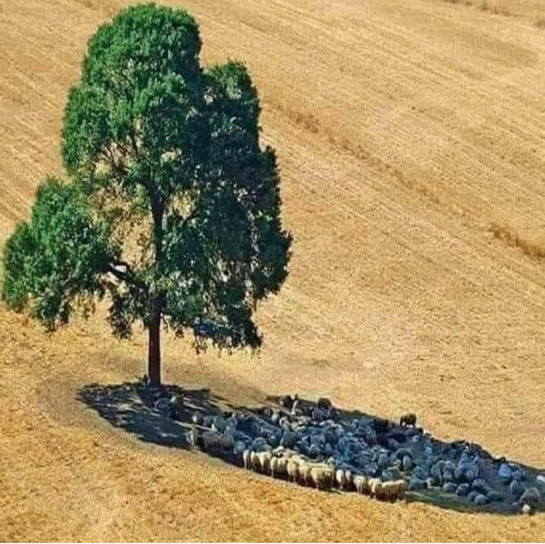 VickieSchn_'s tweet photo. Never underestimate the importance of a tree 🌴💚🌴 https://t.co/yMYn5RLjIM