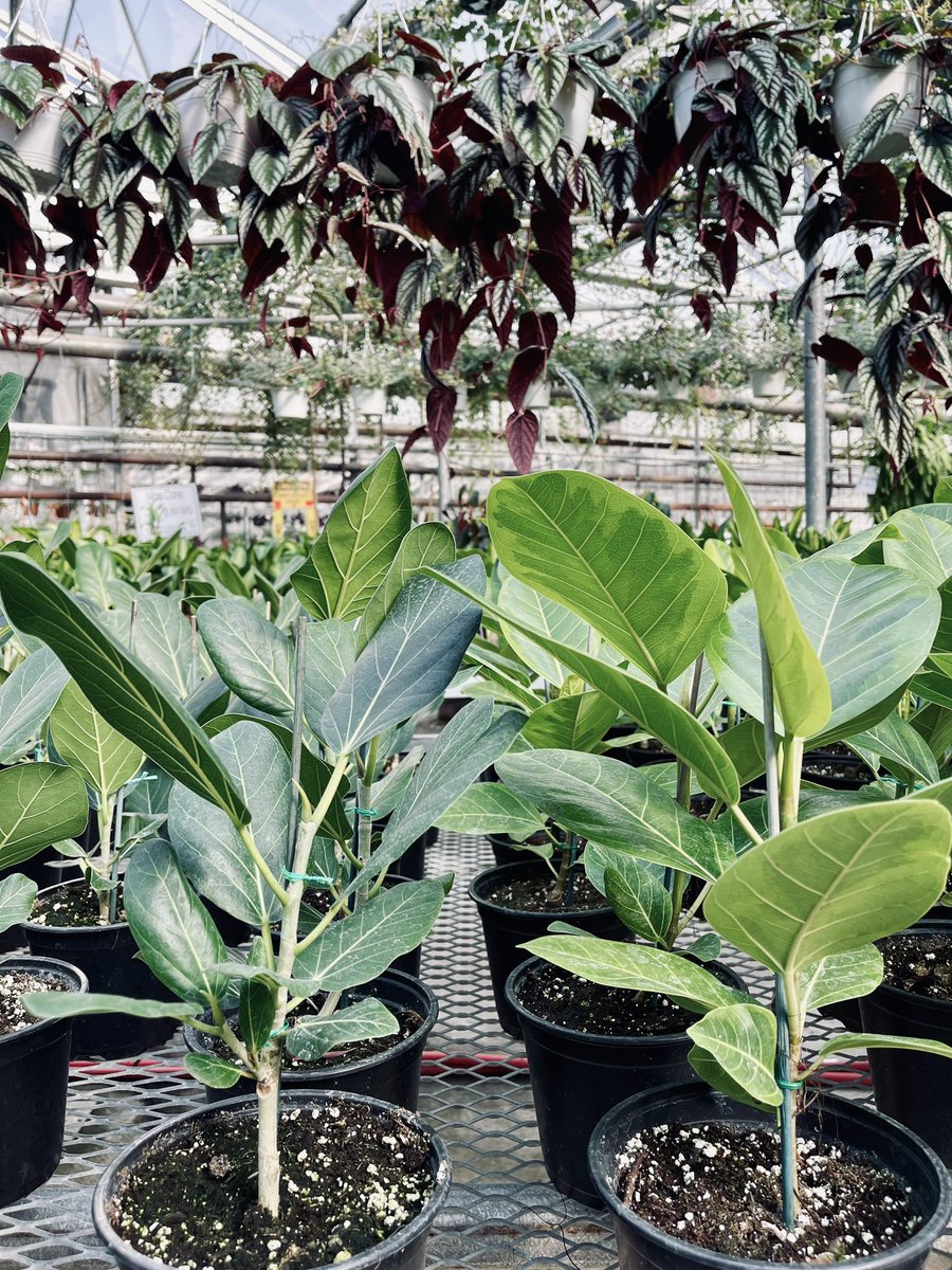 ValleyviewG1970's tweet photo. How to pick just one?! Ficus Audrey or Ficus Altissima, which is your favourite! 6” pots available for $14.95 🪴 #ficus #ficusaudrey #ficusaltissima #ficuslovers #plantsplantsplants #plantdecisions #houseplants #plantshelfie #plantlovers https://t.co/aaFjK7cRVX