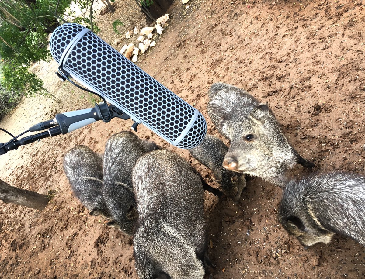 Trying to get them to sign a release form was the hardest part.  Carefully recording the unpredictable and sometimes vicious wild Javelina. Great sounds for alien creature sound design. #wildliferecording #sound