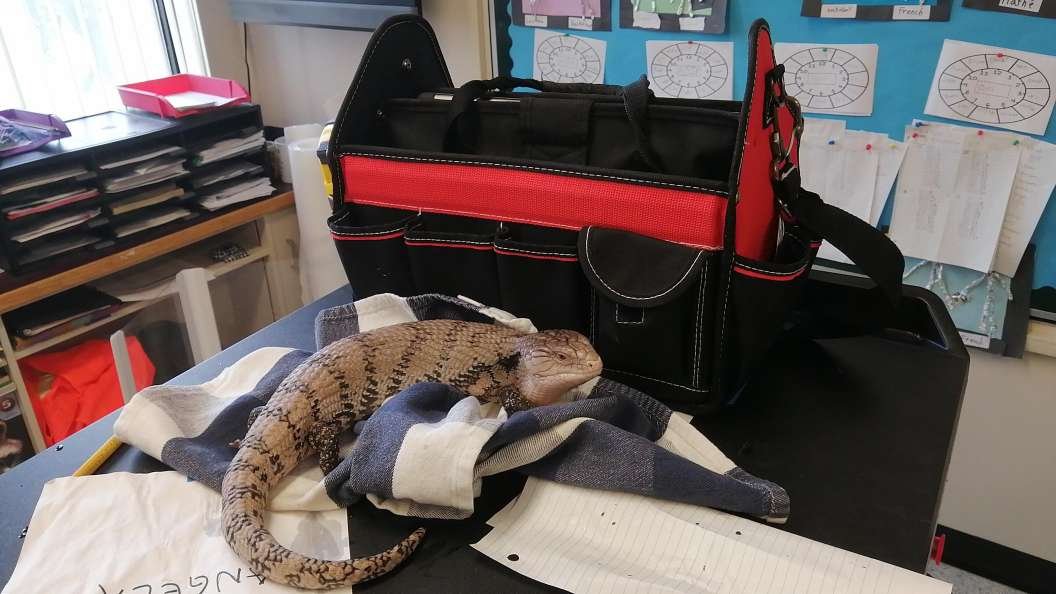 jacobporter's tweet photo. :)

#bluetongueskink
#classroom
#classroompet https://t.co/kcUVaRZ7f9