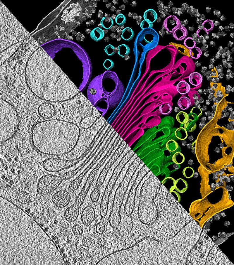 thermosciEMSpec's tweet photo. Nature is art. Using cryo-electron tomography, researchers like @bengeliscious are producing a never-before-seen view into the cellular landscape. 🤩 #TeamTomo https://t.co/7EyubZHlda https://t.co/2bRfK0C5oM