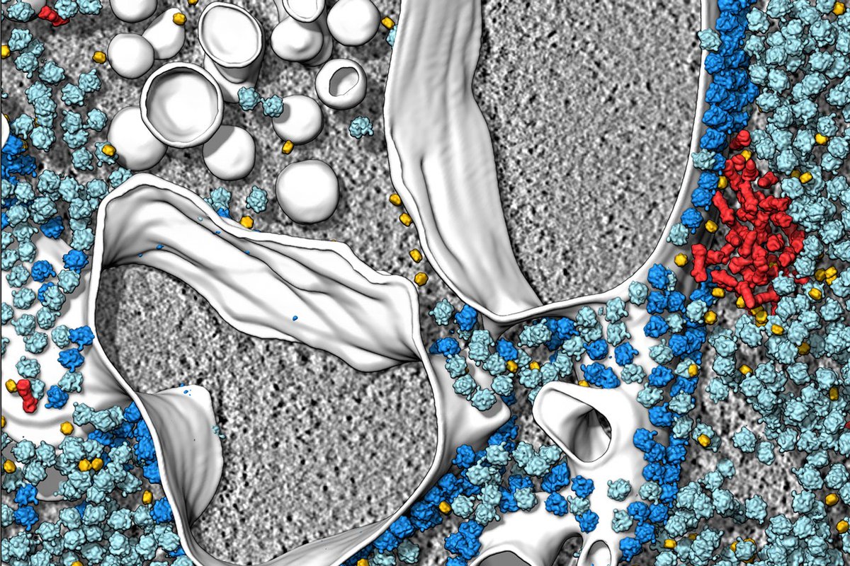thermosciEMSpec's tweet photo. Nature is art. Using cryo-electron tomography, researchers like @bengeliscious are producing a never-before-seen view into the cellular landscape. 🤩 #TeamTomo https://t.co/7EyubZHlda https://t.co/2bRfK0C5oM